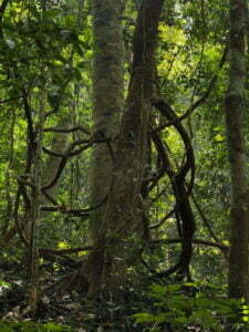 luxury pool villa in coorg coffe estate private pool villa