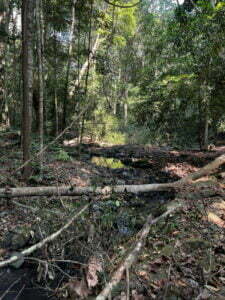 luxury pool villa in coorg coffe estate private pool villa