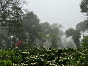 luxury pool villa in coorg nysa estate