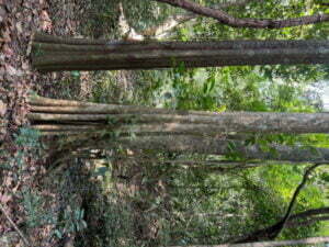 luxury pool villa in coorg nysa estate