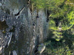 luxury pool villa in coorg coffe estate private pool villa