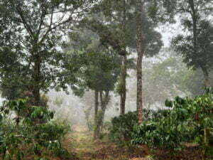 luxury pool villa in coorg nysa estate