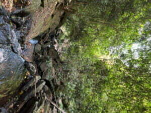 luxury pool villa in coorg nysa estate