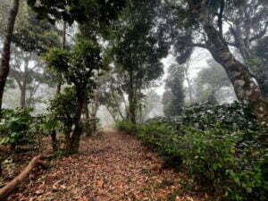 luxury pool villa in coorg nysa estate