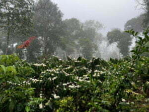 luxury pool villa in coorg nysa estate