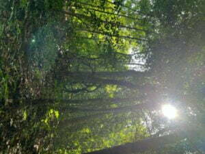 luxury pool villa in coorg nysa estate