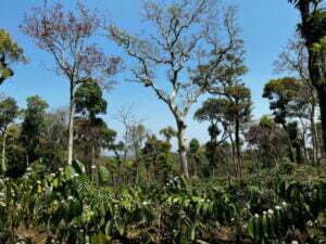 luxury pool villa in coorg nysa estate