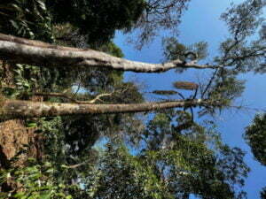 luxury pool villa in coorg nysa estate