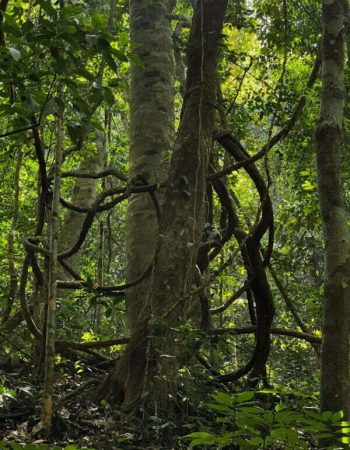 luxury pool villa in coorg coffe estate private pool villa