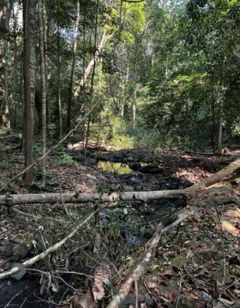 luxury pool villa in coorg coffe estate private pool villa