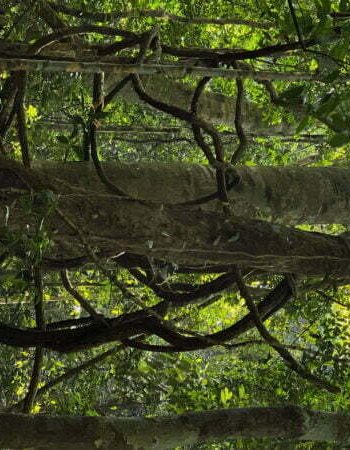 luxury pool villa in coorg coffe estate private pool villa