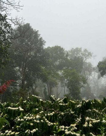 luxury pool villa in coorg nysa estate