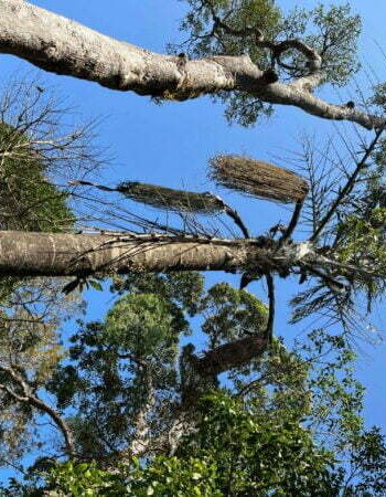 luxury pool villa in coorg nysa estate