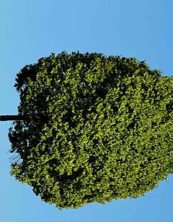 luxury pool villa in coorg nysa estate