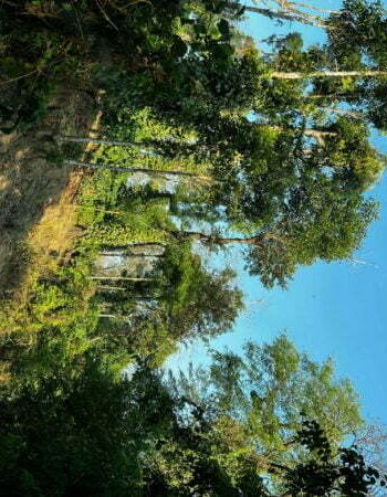 luxury pool villa in coorg nysa estate