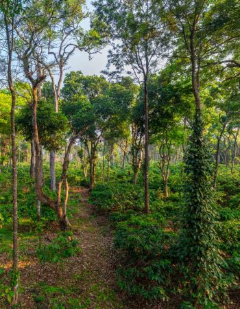 Nysa-Estate-Coorg-5-bhk-villa-in-coorg-with-private-pool-and-spacious-rooms-coffee-plantations-trail