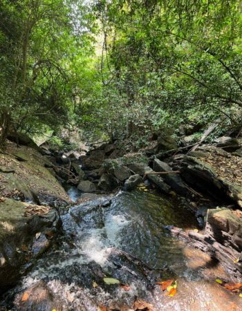 luxury pool villa in coorg coffe estate private pool villa