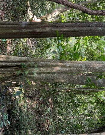 luxury pool villa in coorg nysa estate