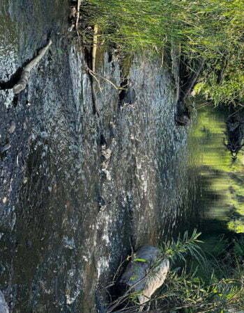 luxury pool villa in coorg coffe estate private pool villa