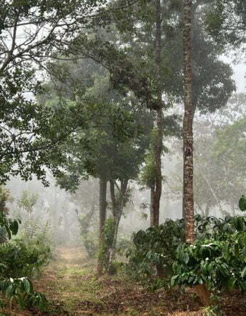 luxury pool villa in coorg nysa estate