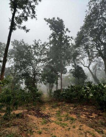 luxury pool villa in coorg nysa estate