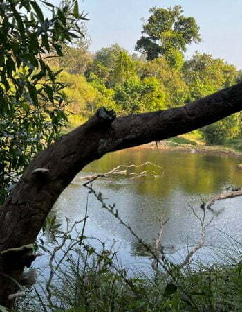 luxury pool villa in coorg coffe estate private pool villa