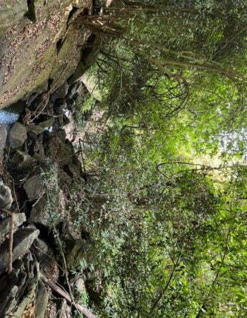 luxury pool villa in coorg nysa estate