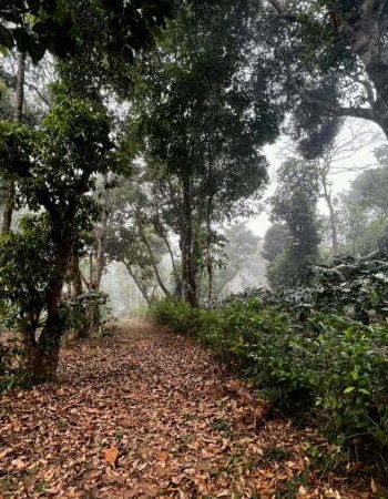 luxury pool villa in coorg nysa estate