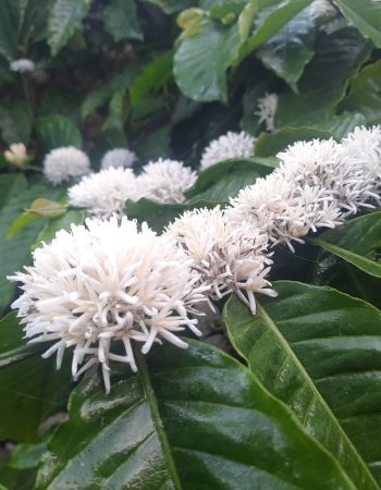 luxury pool villa in coorg coffe estate private pool villa nysa estate