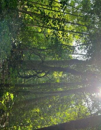 luxury pool villa in coorg nysa estate