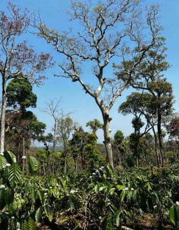 luxury pool villa in coorg nysa estate