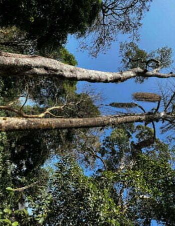 luxury pool villa in coorg nysa estate